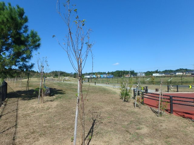 冬桜の苗木を寄贈